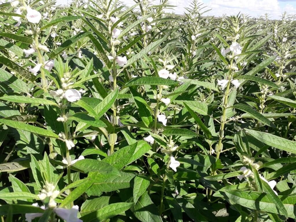 Mato Grosso lidera produção de grãos e responde por 59,7% do gergelim do país