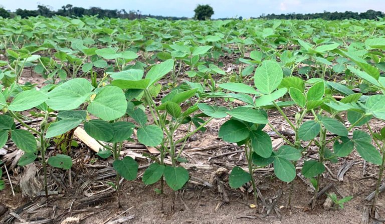 Mato Grosso semeia 10,23% da soja e mantém ritmo abaixo da safra 2025/26