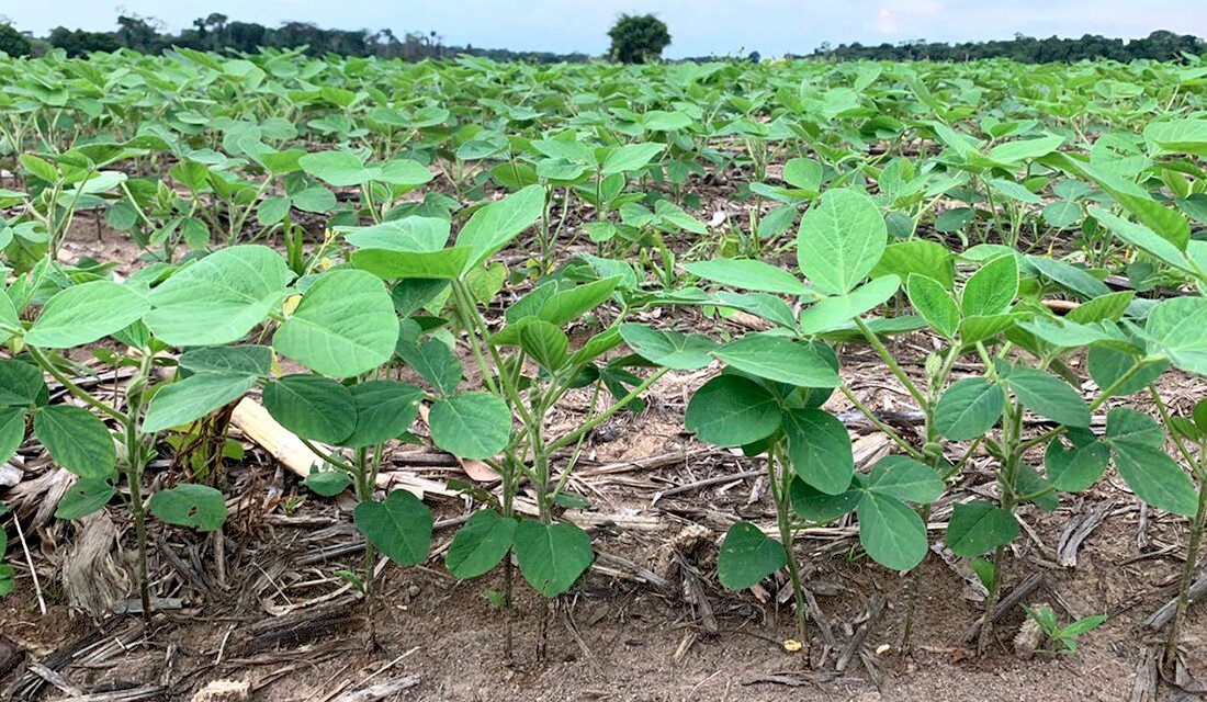 Mato Grosso semeia 10,23% da soja e mantém ritmo abaixo da safra 2025/26