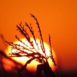 El Niño forte pode impactar soja, milho e café no Brasil no último trimestre de 2026, aponta StoneX – MAIS SOJA
