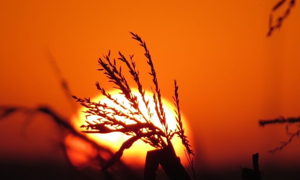 El Niño forte pode impactar soja, milho e café no Brasil no último trimestre de 2026, aponta StoneX – MAIS SOJA