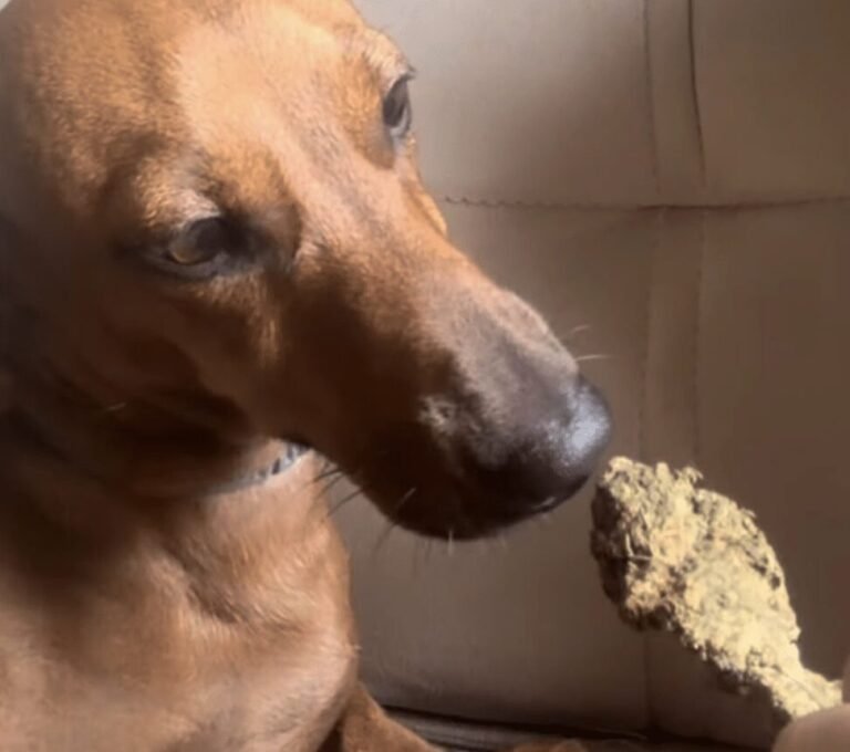 Mulher é presa com drogas após publicar foto oferecendo maconha para cachorro em Sorriso