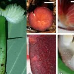 Pesquisadores descobrem 4 novas espécies de cogumelos coloridos em parque do Nortão