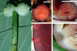 Pesquisadores descobrem 4 novas espécies de cogumelos coloridos em parque do Nortão