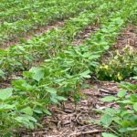 Plantio da soja chega a 89% da área prevista e entra na reta final em Mato Grosso