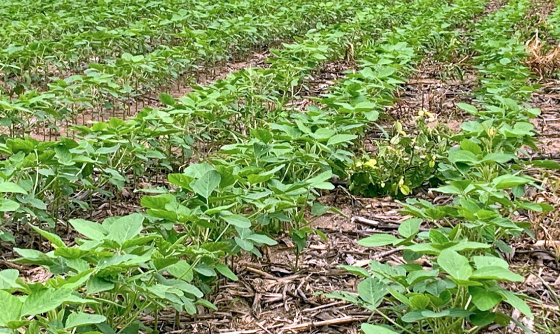 Plantio da soja chega a 89% da área prevista e entra na reta final em Mato Grosso