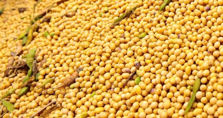 Preço da soja em Mato Grosso é o maior dos últimos dois anos, constata IMEA