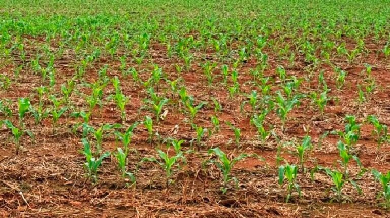 Produtividades da área de milho para safra 2026/27 em Mato Grosso cai 8%, prevê IMEA