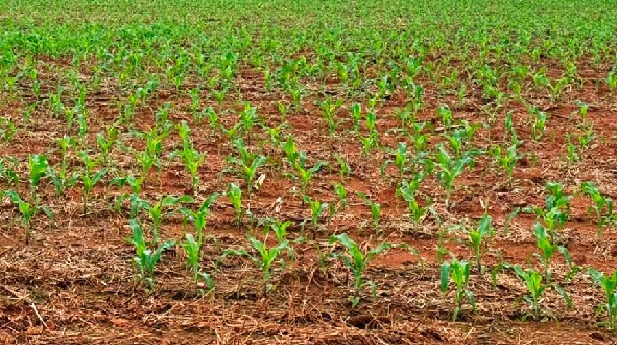 Produtividades da área de milho para safra 2026/27 em Mato Grosso cai 8%, prevê IMEA