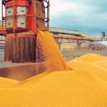 Sinop tem queda nas exportações em setembro e Egito foi principal cliente