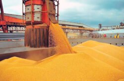 Sinop tem queda nas exportações em setembro e Egito foi principal cliente
