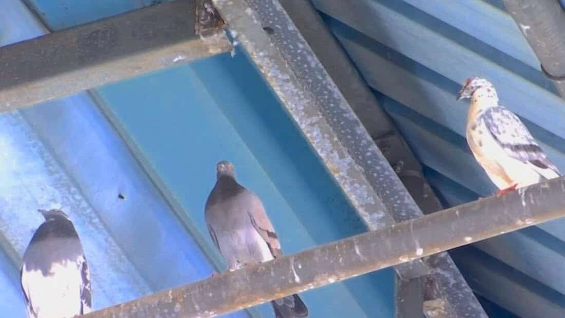 Sistema de repulsão será instalado para controlar pombos na rodoviária de Colíder