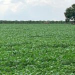 Soja disponível em Mato Grosso cai 1,74%; plantio da safra chega a 75%