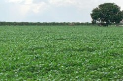 Soja disponível em Mato Grosso cai 1,74%; plantio da safra chega a 75%
