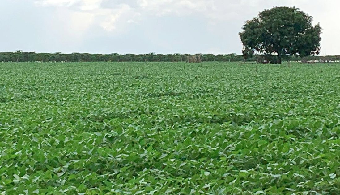 Soja disponível em Mato Grosso cai 1,74%; plantio da safra chega a 75%