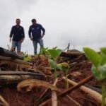 Chuva irregular escalona início do plantio da soja em Gaúcha do Norte